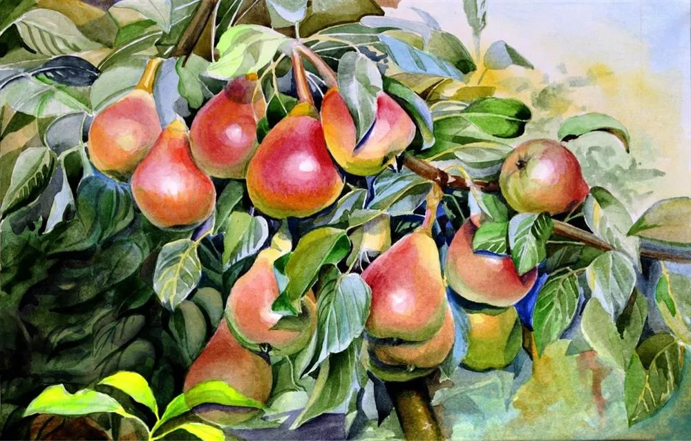 Груши. Художник Нина Латушко.