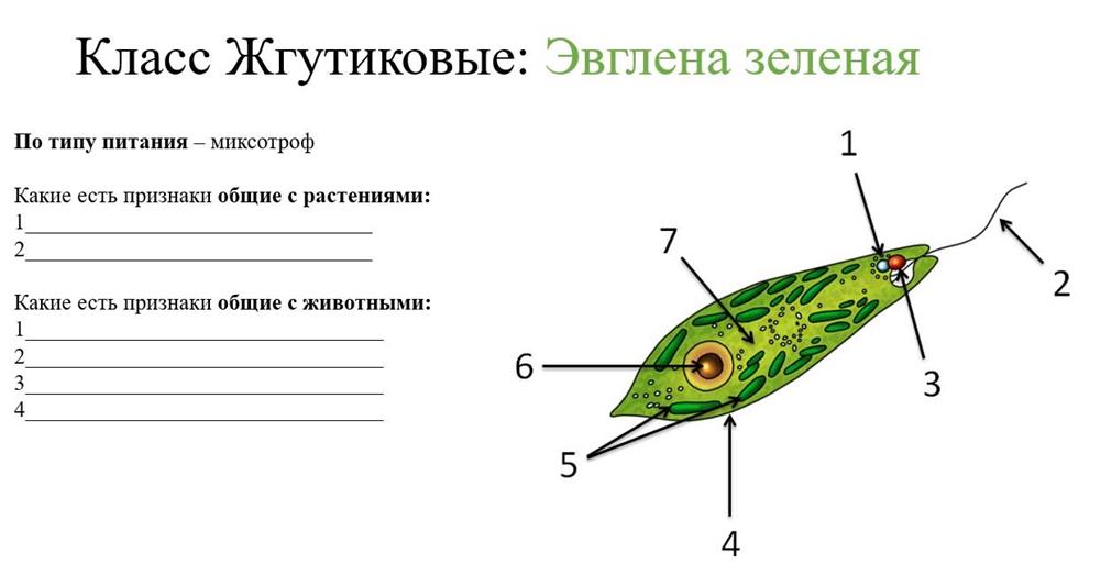 пример задания из рабочей тетради ученика 