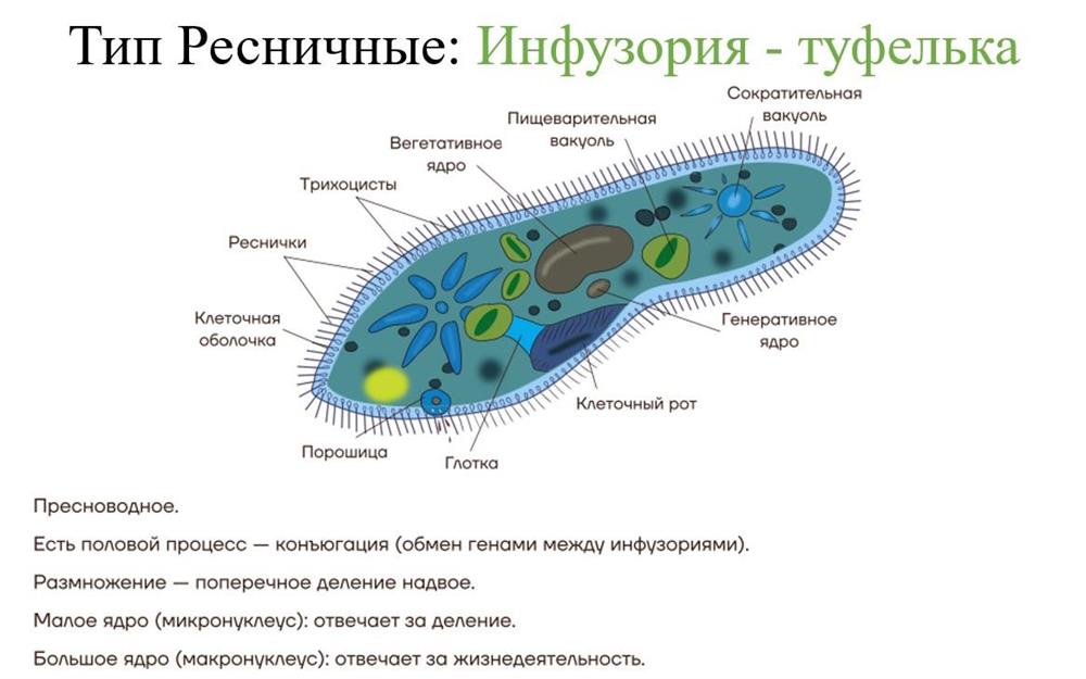Пример слайда из моей презентации 