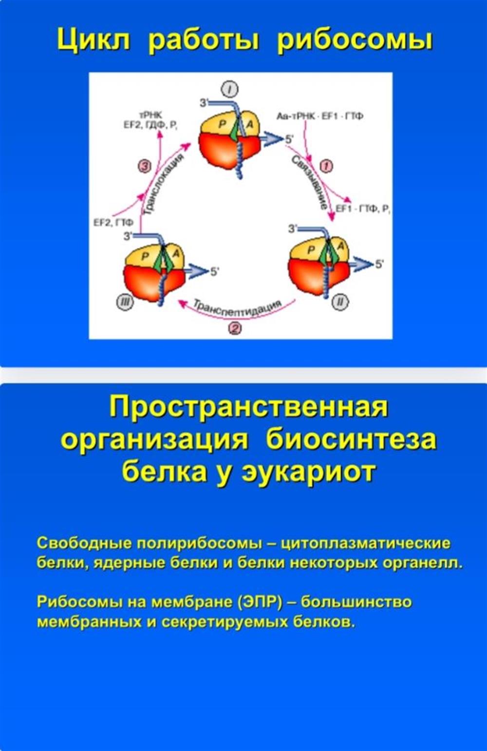 Пример презентации по генетике