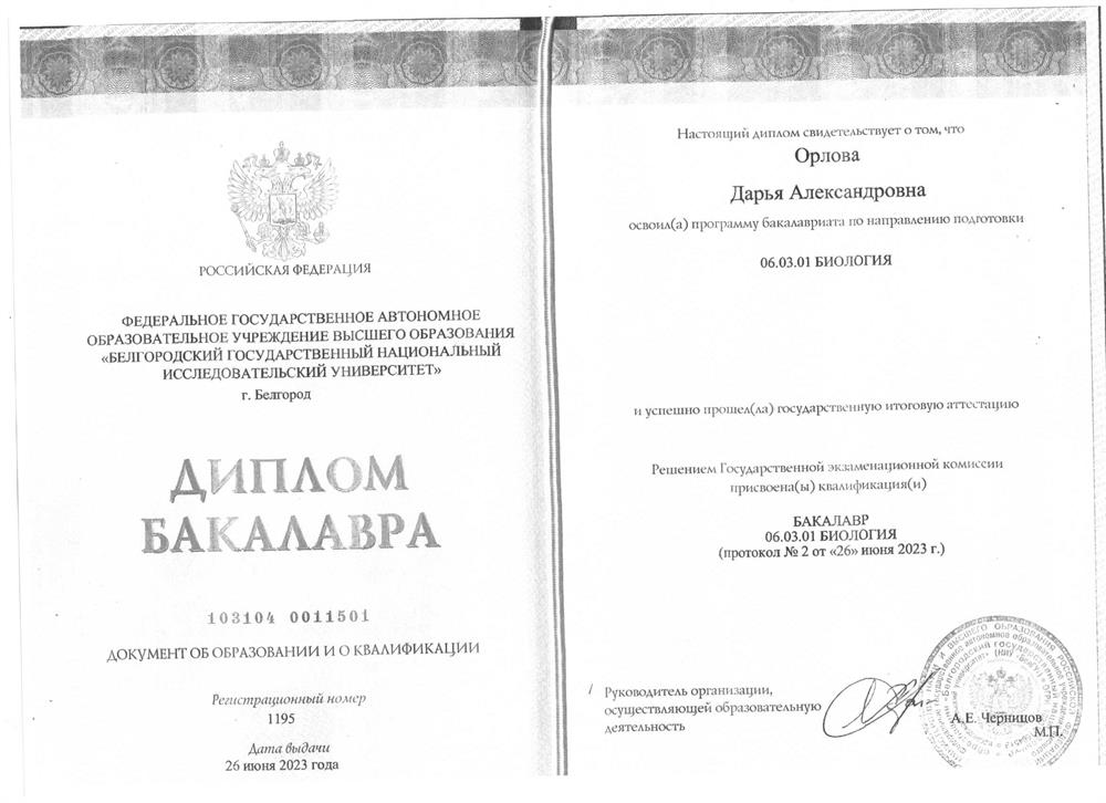 Диплом бакалавра 
