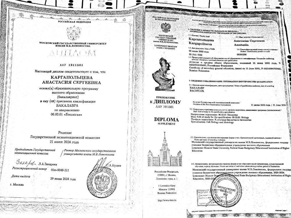 Диплом об окончании бакалавриата Биологического факультета МГУ, кафедра Клеточной биологии и гистологии, 2024