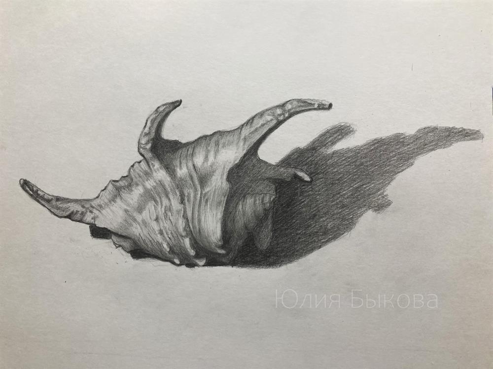 Ракушка карандашом